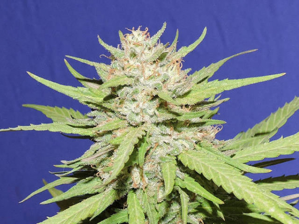 Wedding Cake Feminised Cannabis Seeds | Original Sensible Seed Company