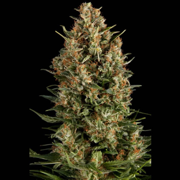 Wembley Feminised Cannabis Seeds | Pyramid Seeds