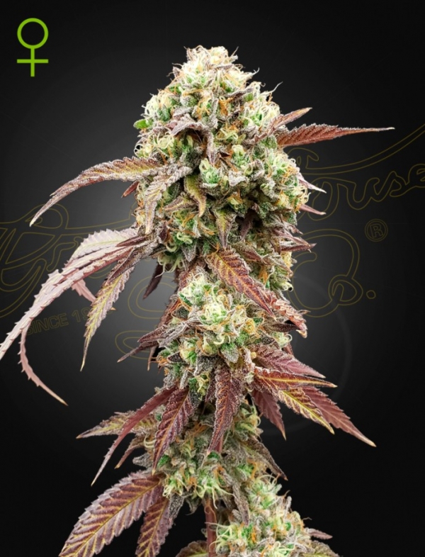 West Coast OG X Gelato 41 Auto Feminised Cannabis Seeds | Green House Seeds. West Coast OG X Gelato 41 Auto Feminised Cannabis Seeds | Green House Seeds.