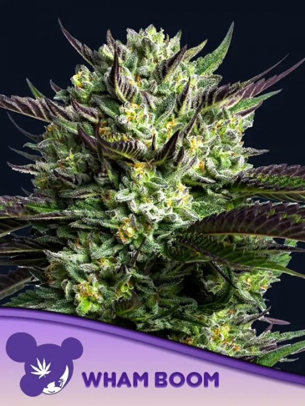 Wham Boom Feminised Cannabis Seeds - Anesia Seeds