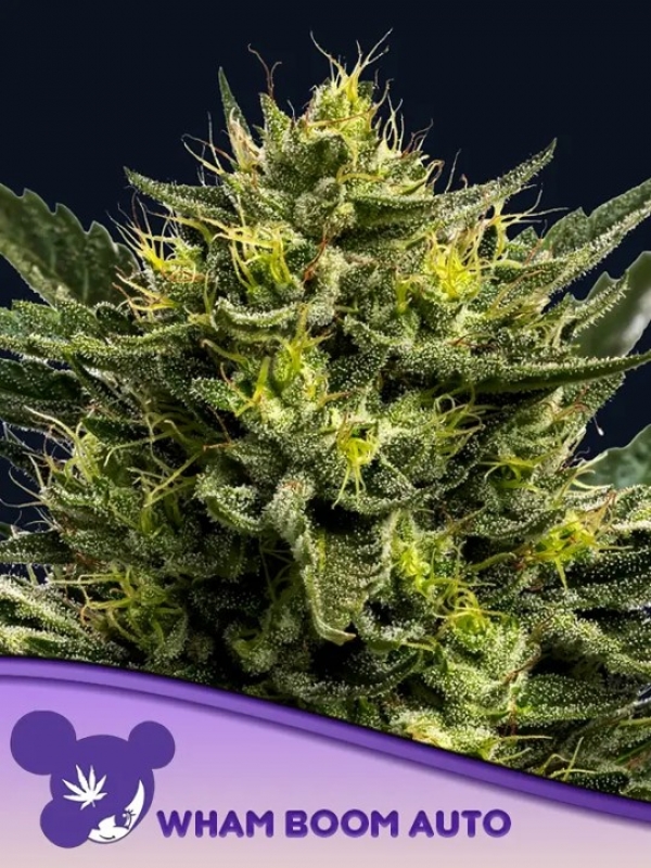 Wham Boom Auto Feminised Cannabis Seeds - Anesia Seeds