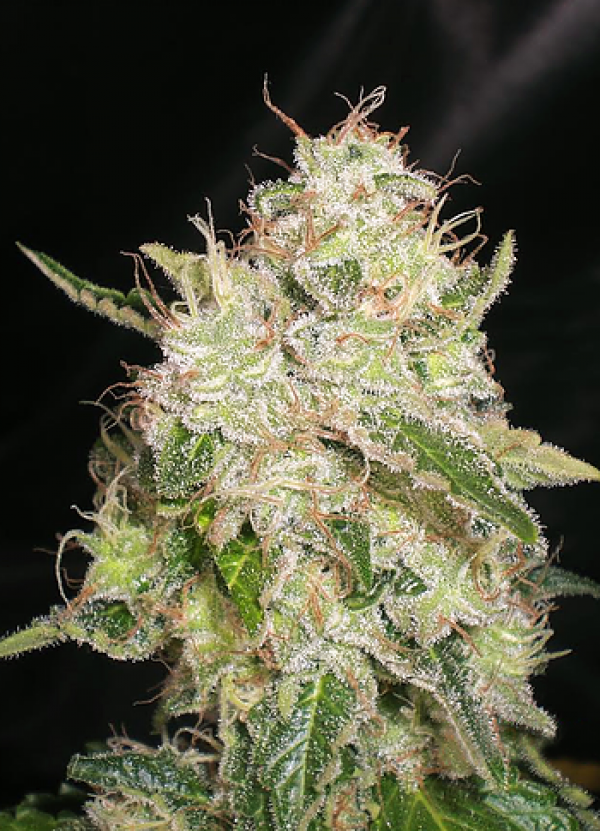 White Chronic Feminised Cannabis Seeds | Cream Of The Crop