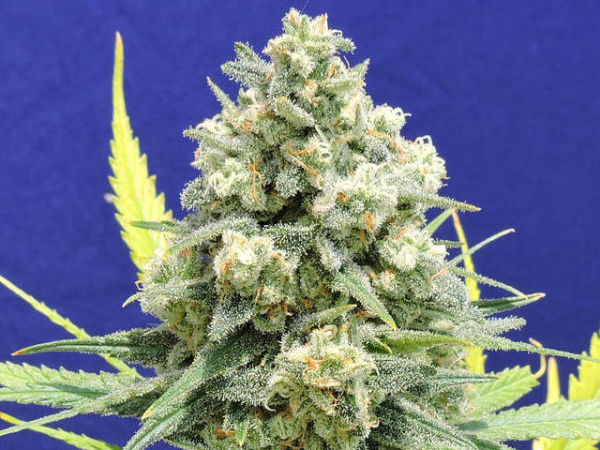 White Critical Feminised Cannabis Seeds |  Original Sensible Seed Company