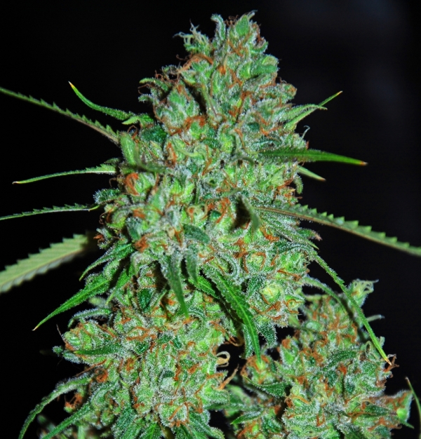 White Critical Feminised Cannabis Seeds