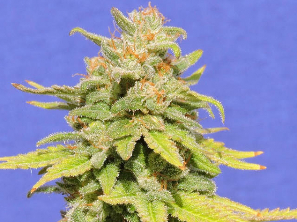 White Crystal Meth Auto Feminised Cannabis Seeds | Original Sensible Seed Company