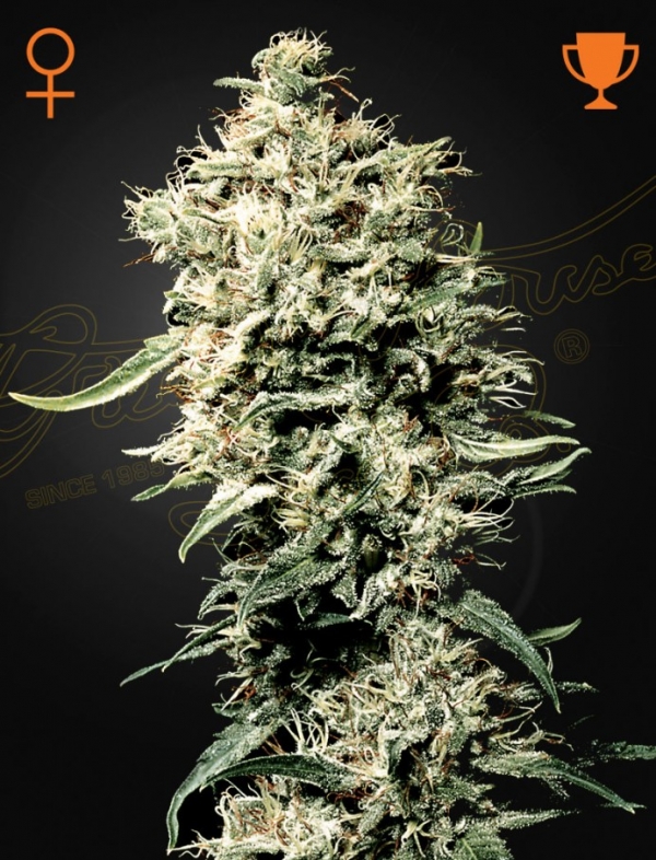 White Rhino Feminised Cannabis Seeds | Green House Seeds.
