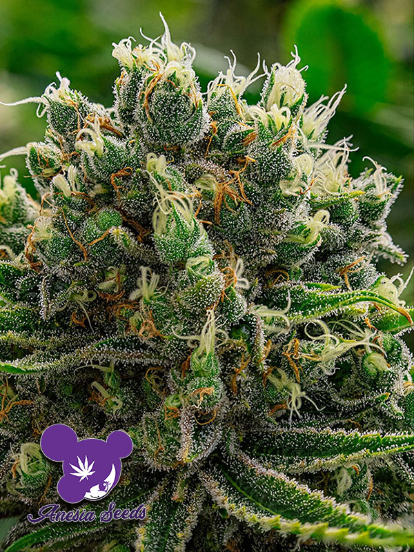 White Runtz Feminised Cannabis Seeds - Anesia Seeds