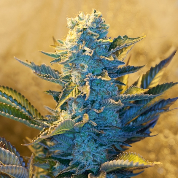 White Widow Feminised Cannabis Seeds