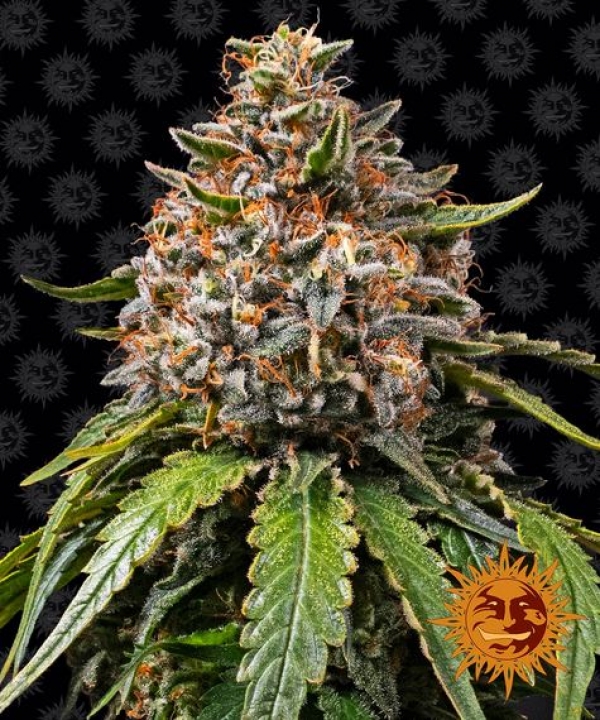 White Widow XXL Feminised Cannabis Seeds | Barney's Farm