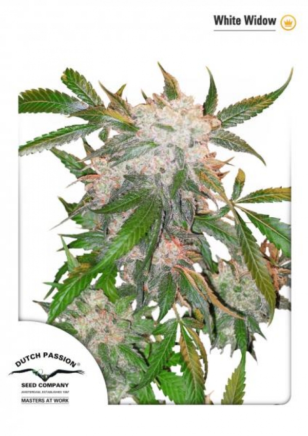 White Widow Regular Cannabis Seeds | Dutch Passion 