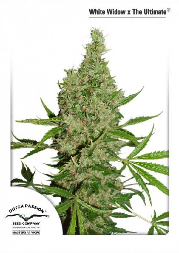 White Widow x The Ultimate Regular Cannabis Seeds | Dutch Passion White Widow x The Ultimate Regular Cannabis Seeds | Dutch Passion