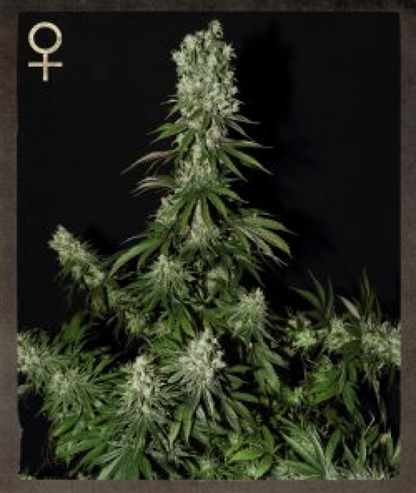 White Strawberry Skunk Feminised Cannabis Seeds | Strain Hunters White Strawberry Skunk Feminised Cannabis Seeds | Strain Hunters