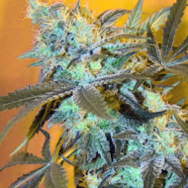 White Widow Feminised Cannabis Seeds | Spliff Seeds 