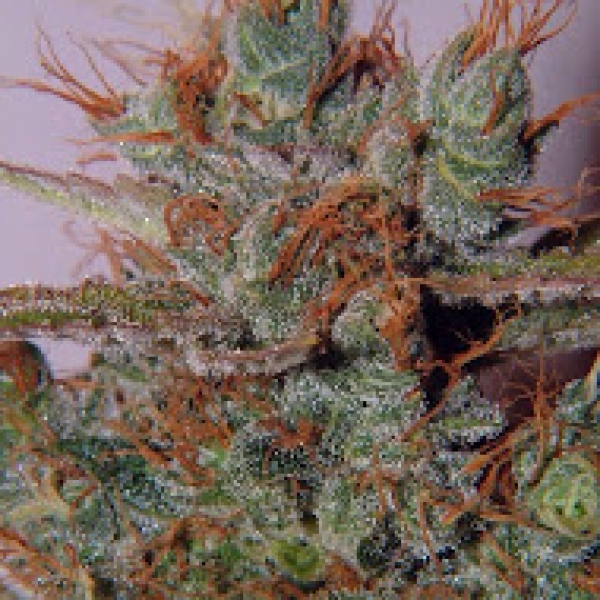 White Widow Regular Cannabis Seeds | Spliff Seeds