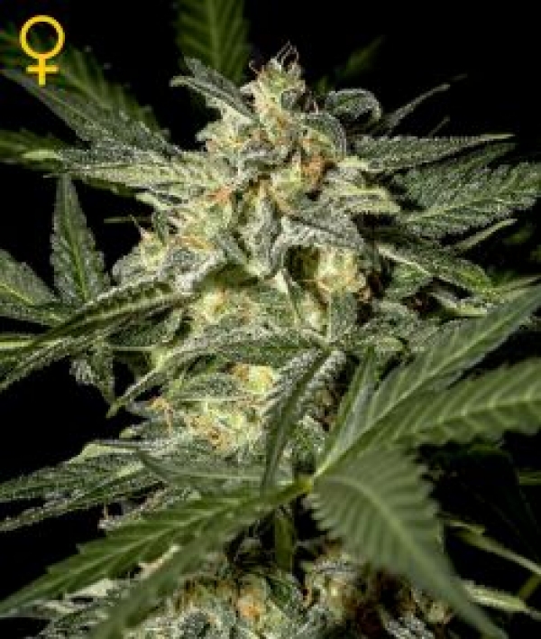 White Widow Auto Feminised Cannabis Seeds | Green House Seeds.