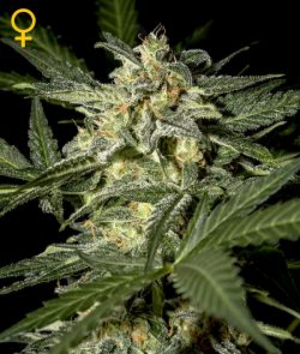White Widow Automatic Feminised Cannabis Seeds | Green House Seeds 