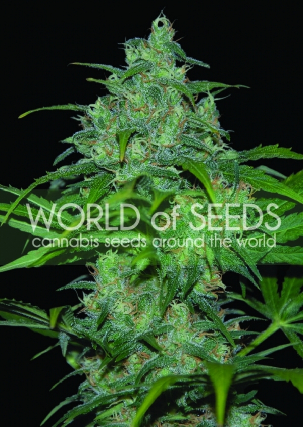 Wild Thailand Regular Cannabis Seeds | World of Seeds