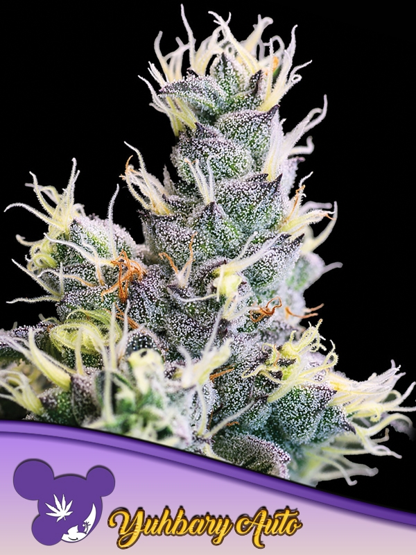 Yubary Auto Feminised Cannabis Seeds - Anesia Seeds