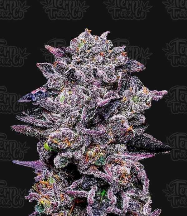 Zinnamon Milk Feminised Cannabis Seeds - Terp Treez Zinnamon Milk Feminised Cannabis Seeds - Terp Treez