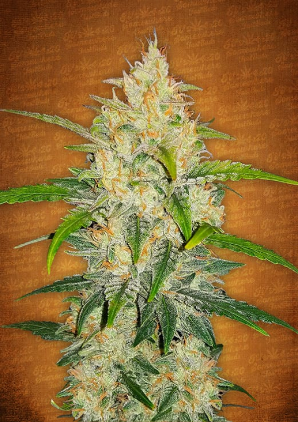 Zkittlez Auto Feminised Cannabis Seeds | Fast Buds