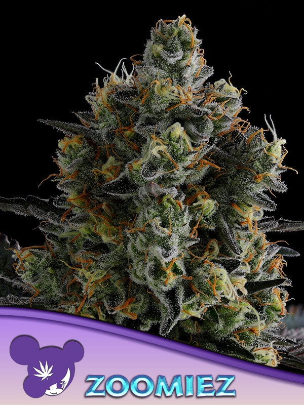 Zoomiez Feminised Cannabis Seeds - Anesia Seeds Zoomiez Feminised Cannabis Seeds - Anesia Seeds