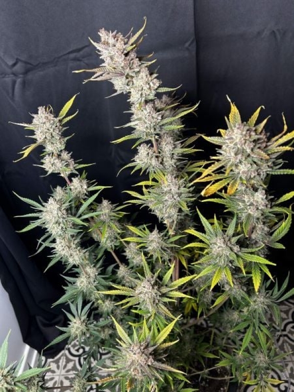 Ztrawberriez Auto Feminised Cannabis Seeds | Fast Buds