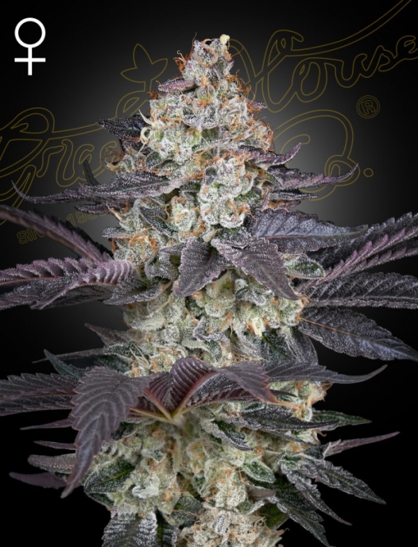 Ztrawberry Feminised Cannabis Seeds | Green House Seeds.