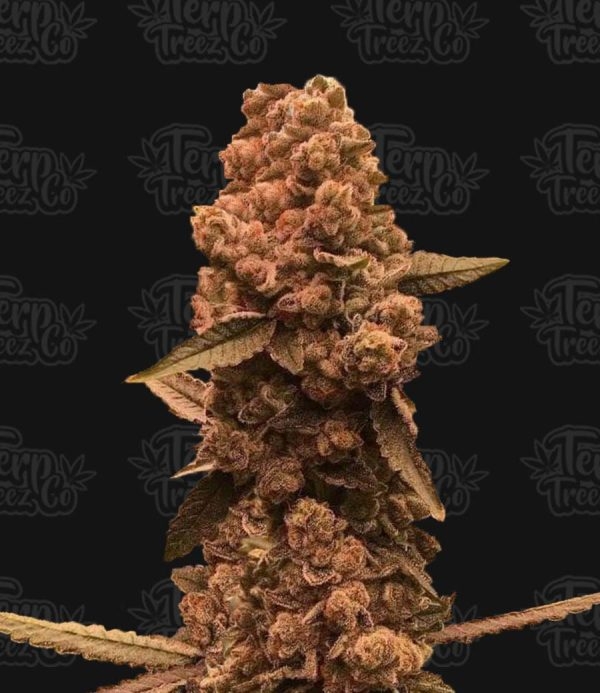 Ztrawberry Fizz Feminised Cannabis Seeds - Terp Treez Ztrawberry Fizz Feminised Cannabis Seeds - Terp Treez