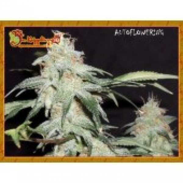 Dr Krippling Pickled Diesel Auto Feminised Cannabis Seeds For Sale