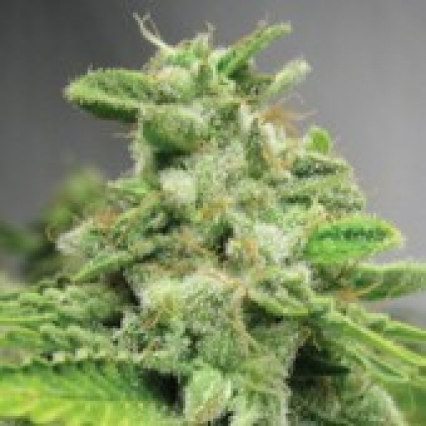 Advanced Seeds Afghan Skunk Feminised Cannabis Seeds