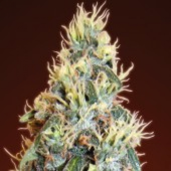 Advanced Seeds Auto Jack Herer Feminised Cannabis Seeds