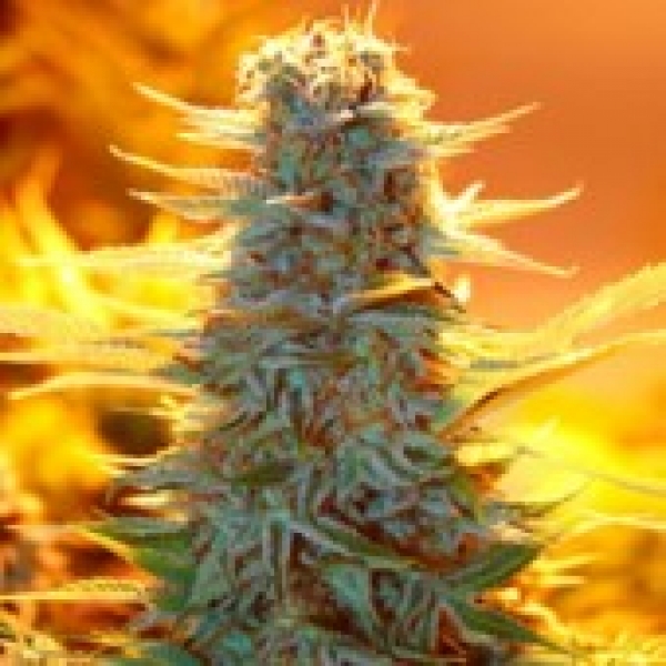 Auto Kaya 47 Feminised Cannabis Seeds | Advanced Seeds.