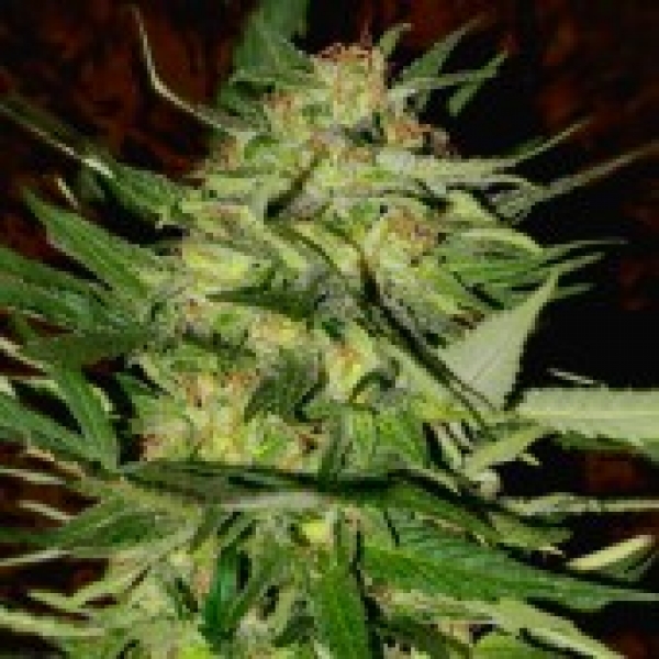 Advanced Seeds Jack Plant Feminised Cannabis Seeds