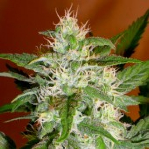 Advanced Seeds Kaya 47 Feminised Cannabis Seeds