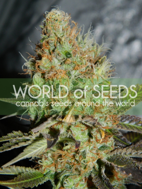 Afghan Kush Special Cannabis Seeds | Discount Cannabis Seeds