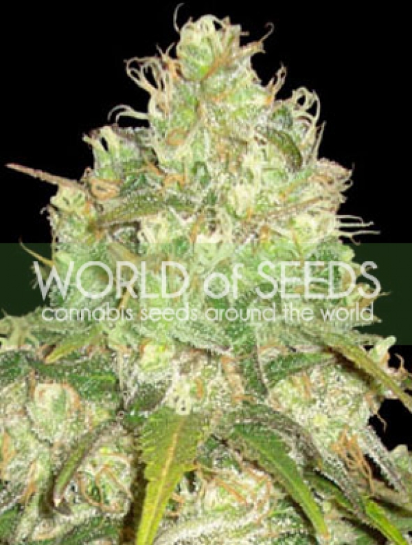 Afghan Kush x Yumbolt Feminised Cannabis Seeds | World of Seeds