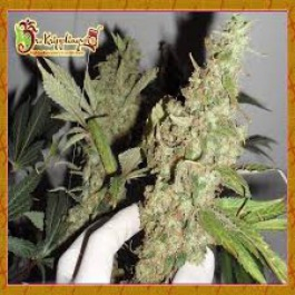 Dr Krippling Afghan Cow Feminised Cannabis Seeds For Sale  