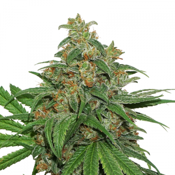 AK420 Auto Feminised Cannabis Seeds | Seed Stockers