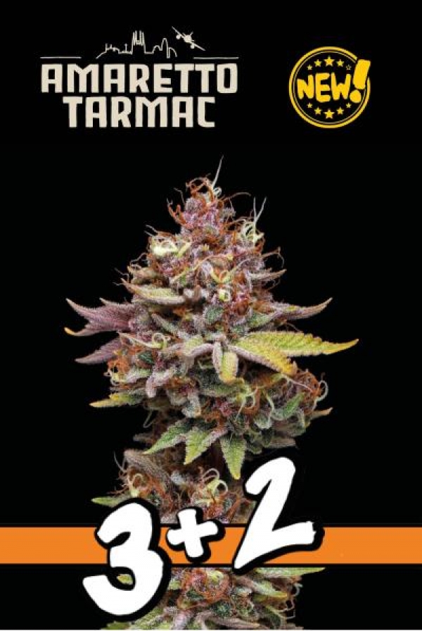 Superior Amaretto Tarmac Feminised Cannabis Seeds | Seed Stockers.