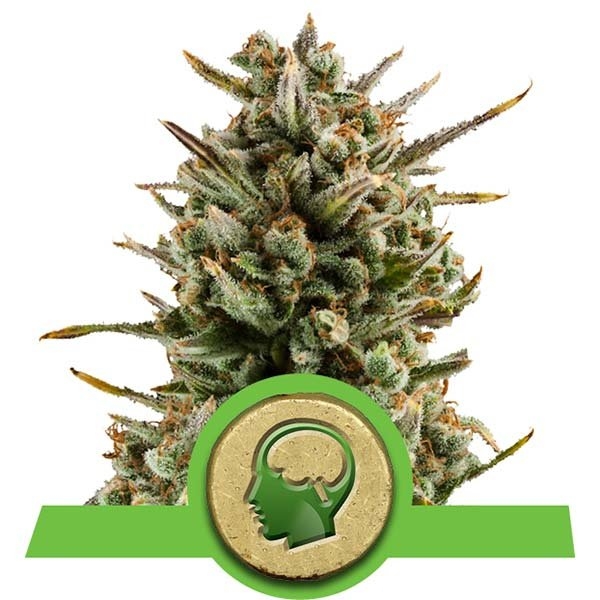 Amnesia Haze Auto Feminised Cannabis Seeds | Royal Queen Seeds