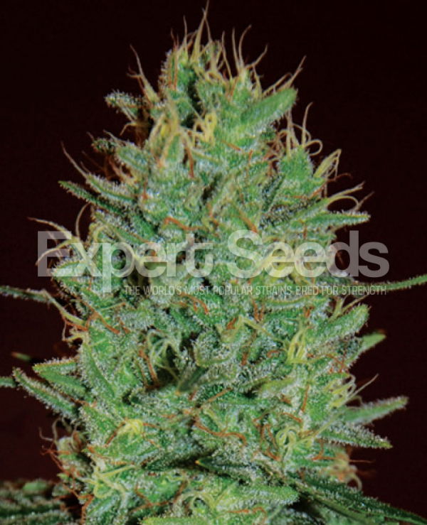 Amnesia Haze Feminised Cannabis Seeds | Royal Queen Seeds