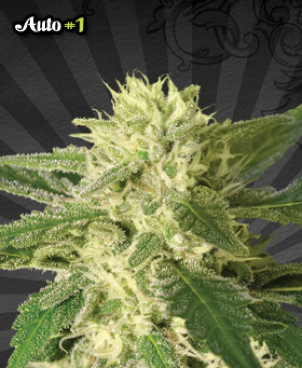 Auto #1 Auto flowering Feminised Cannabis Seeds | Auto Seeds Auto #1 Auto flowering Feminised Cannabis Seeds | Auto Seeds