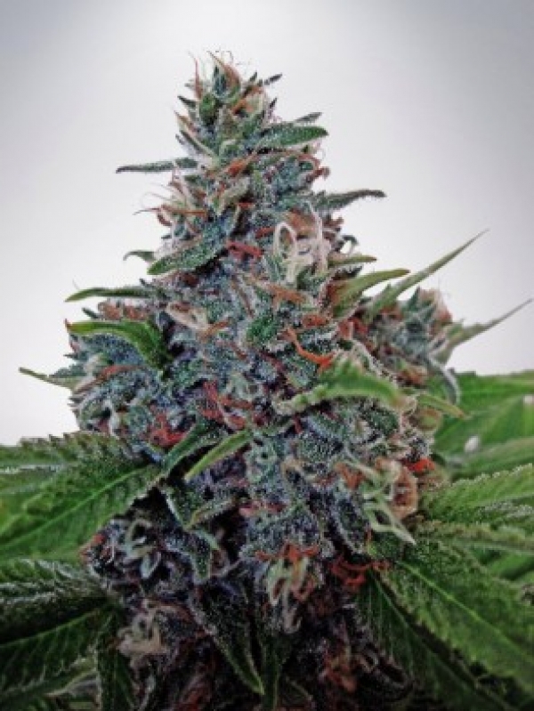 Auto Blue Amnesia Feminised Cannabis Seeds | Ministry of Cannabis Auto Blue Amnesia Feminised Cannabis Seeds | Ministry of Cannabis