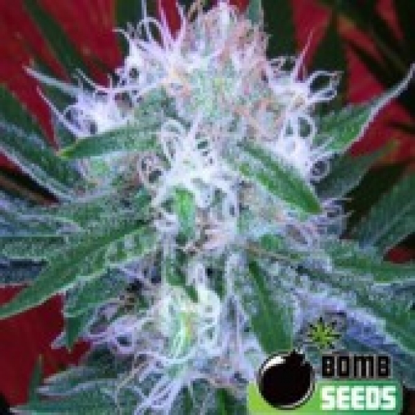 Auto Bomb Feminised Cannabis Seeds | Bomb Seeds 