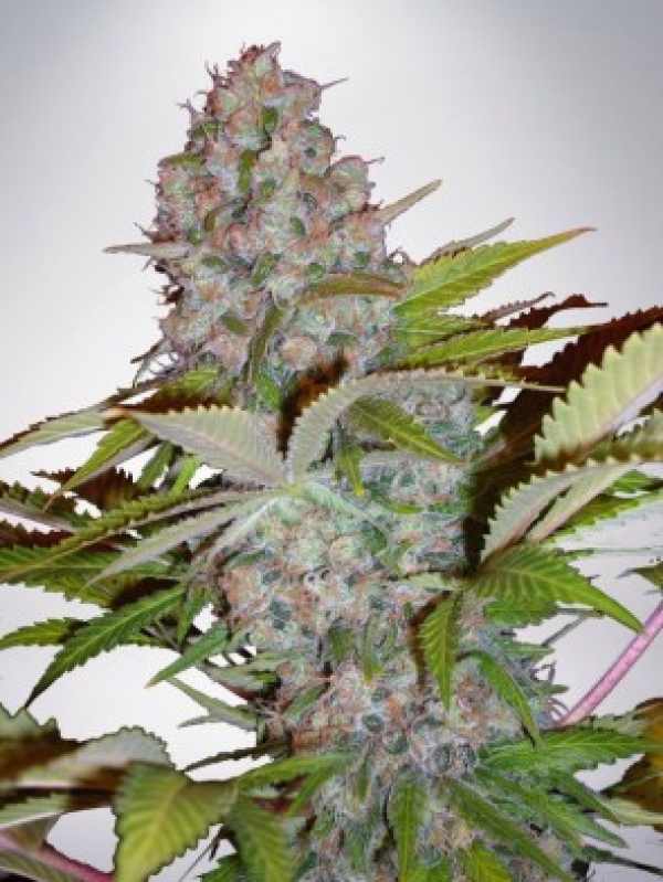 Auto Cream NL (Formerly Auto Cheese NL) Feminised Cannabis Seeds | Ministry of Cannabis