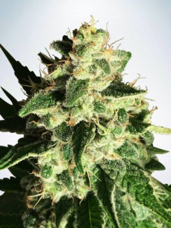Auto God's Glue Feminised Cannabis Seeds | Ministry of Cannabis