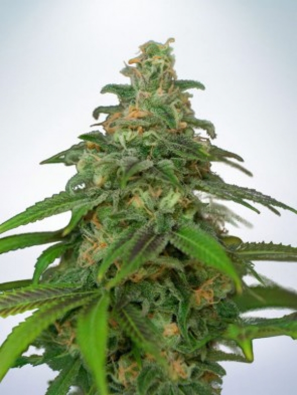Auto Mandarin Haze Feminised Cannabis Seeds | Ministry of Cannabis