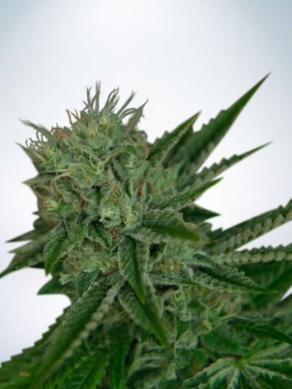Auto Northern Lights Feminised Cannabis Seeds | Ministry of Cannabis