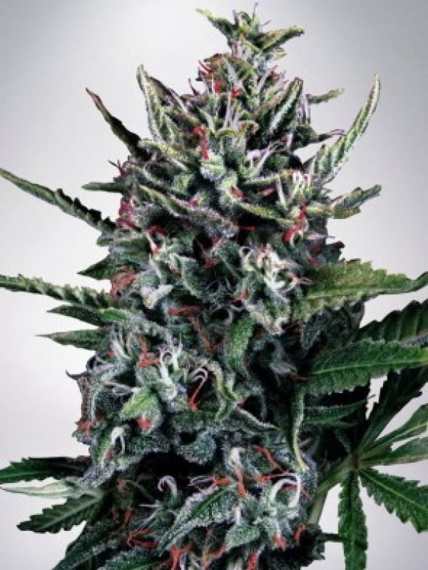Auto Silver Bullet Feminised Cannabis Seeds | Ministry of Cannabis Auto Silver Bullet Feminised Cannabis Seeds | Ministry of Cannabis