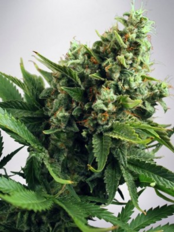 Auto White Widow Feminised Cannabis Seeds | Ministry of Cannabis
